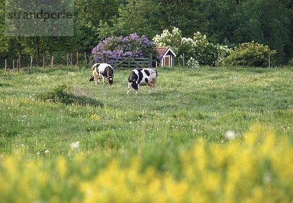 Kühe in einer geschlossenen Weide