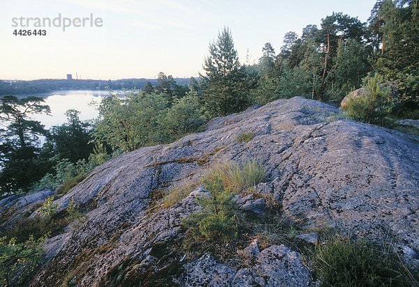 Wald auf einem Berg