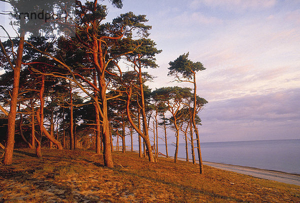 Dawn an einem Strand mit Bäumen