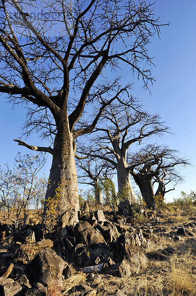 Afrika  Botswana  Savuti Nationalpark  afrikanischen Riesen Baobab  (Adansonia Digitata)