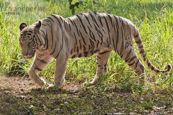 Indien  Karnataka  weiße Tiger in den Zoo von Mysore