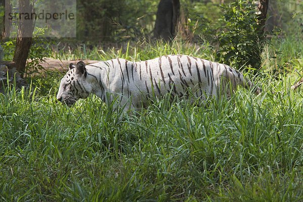 Indien  Karnataka  weiße Tiger in den Zoo von Mysore