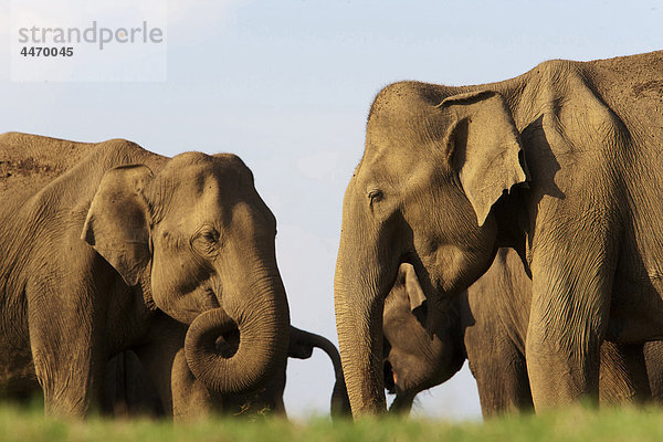 Indien  Karnataka  Nationalpark von Rajiv Gandhi  indischer Elefant  (Elephas Maximus)