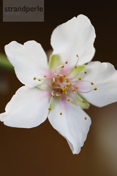 Mandelblüte Nahaufnahme