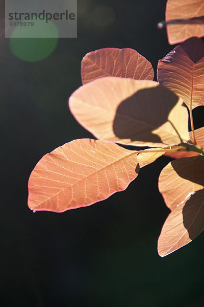 Detail der Herbstblätter an einem Baum