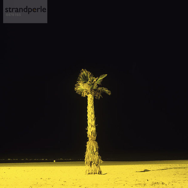 Eine einsame Palme am Strand  nachts
