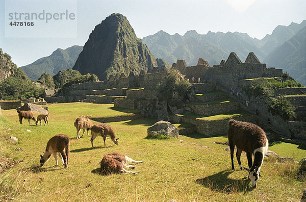 Eine Herde Lamas bei den Ruinen von Machu Picchu  Peru  Lateinamerika