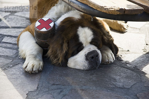 Bernhardinerhund mit am Boden liegendem Kolbenhalsband