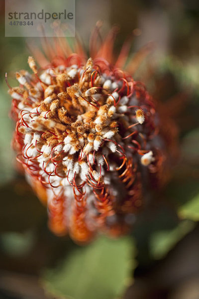 Detail einer Banksia-Blume