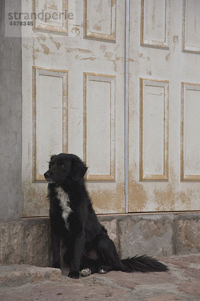 Ein Hund sitzt neben dem Eingang eines Gebäudes.