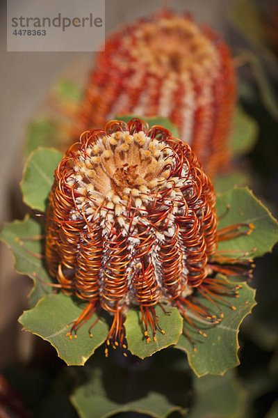 Detail einer Banksia-Blume