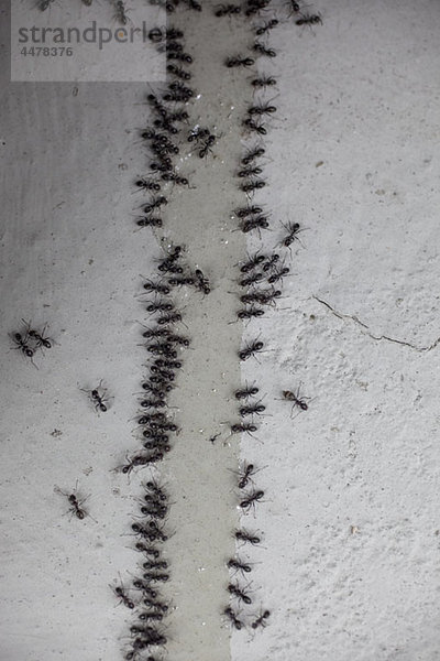 Detail der Ameisen an der Wand
