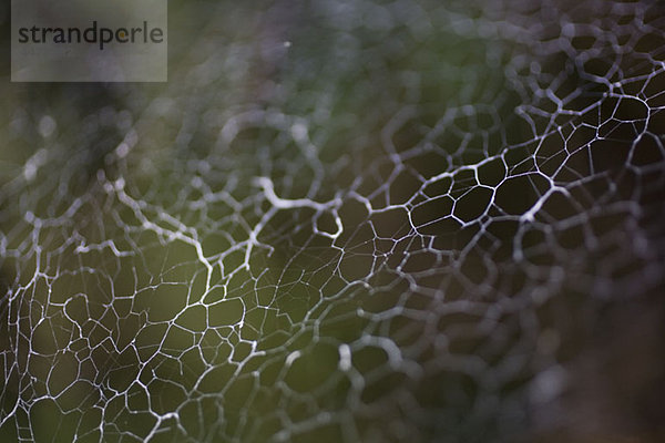 Detail eines Spinnennetzes
