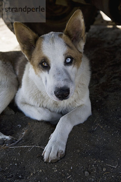 Porträt eines Hundes mit verschiedenfarbigen Augen