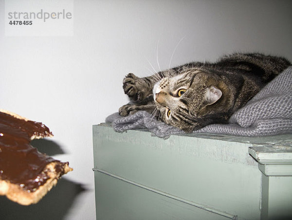 Eine Katze betrachtet eine Scheibe Brot mit Schokoladenaufstrich