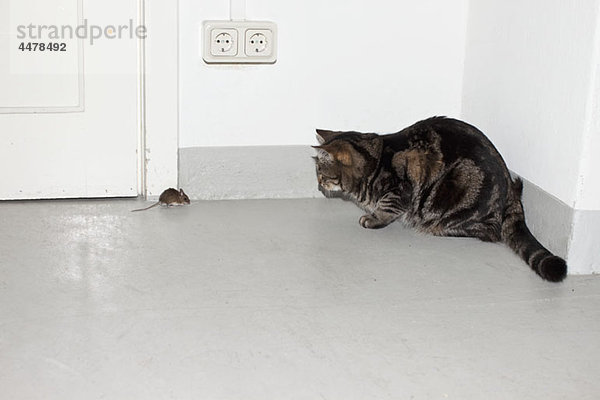 Eine Katze und eine Maus  die sich gegenüberstehen.