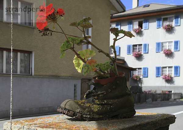 Eine Pflanze  die aus einem alten Stiefel wächst.