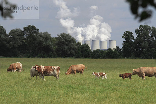 Kühe grasen auf einem Feld mit einem Kraftwerk im Hintergrund