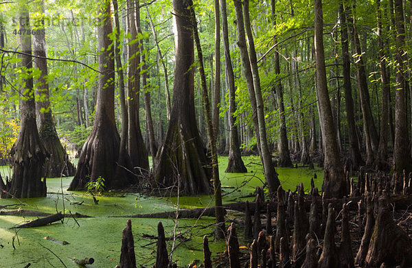 Großer Dismal-Sumpf  North Carolina