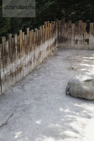 Blick auf ein Nilpferd im Zoogehege liegend