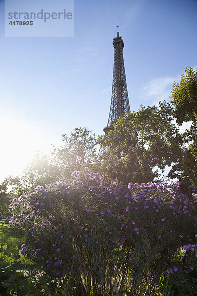 Wildblumen vor dem Eiffelturm