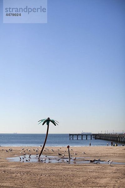 Möwenherde  Virginia Beach  Virginia  USA