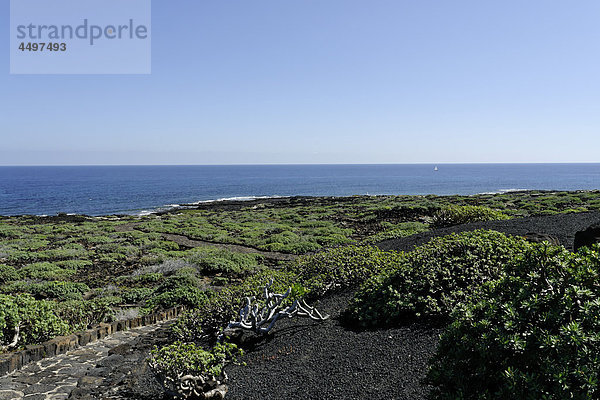 Spanien  Lanzarote  Punta Usaje  Jameos del Agua  Lavafeld  Meer  Landschaften  Panorama  Meer  Wasser  Pflanzen  platzieren von Interesse  Tourismus