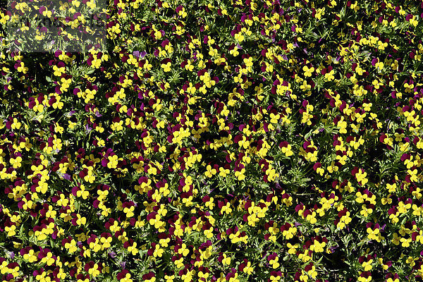 Deutschland  Niedersachsen  Bad Driburg  Patch  Stiefmütterchen  Viola  Blumen  Park  Garten