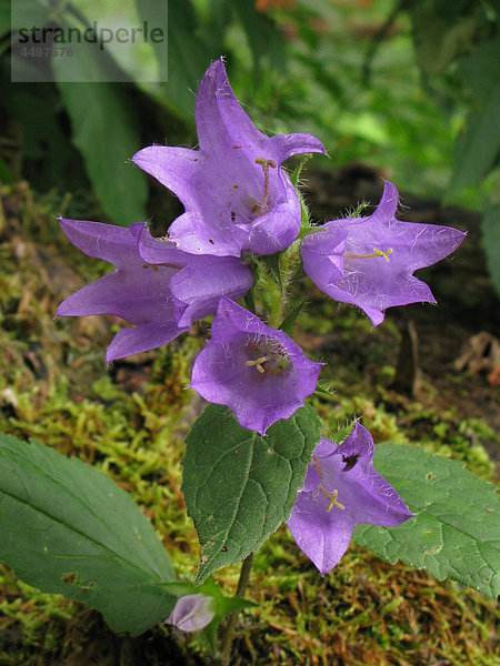 Blumen  Pflanzen  Glockenblume  Campanula Barbata  Alpenblumen  violett