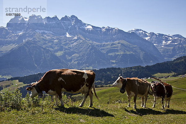 Dents du Midi  Morgins  Portes du Soleil  Schweiz  Wallis  Alpen  Höhe  Kuh  Berg  Alm