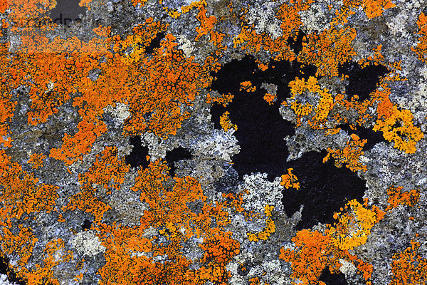 Detail  Bay  Detail  Klippe  Rock  Flechten  Flechten  Wasserflächen  Großbritannien  Highland  Highlands  Küste  Makro  Meer  Muster  Struktur  Nahaufnahme  Natur  Nordsee  Pflanze  Schottland  schottische Highlands  Summers  Struktur  Sutherland  UK  abstrakt  bunt  grafische  grün  orange  schottischer  schwarz  weiß