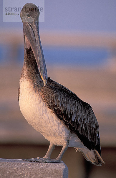Pelican  Florida  USA  USA  Amerika  Tier  Vogel