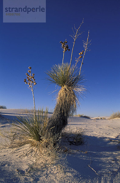 Yucca Cactus  White Sands  Nationaldenkmal  New Mexico  USA  USA  Amerika  Wüste