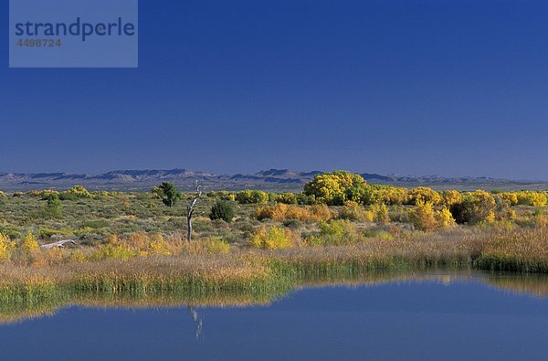 Bosque del Apache  National Wildlife Refuge  New Mexico  USA  USA  Amerika  See  Landschaft