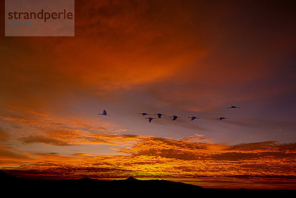 Schreikranich Krane  Vögel  Sonnenuntergang  Bosque del Apache  National Wildlife Refuge  New Mexico  USA  USA  Amerika