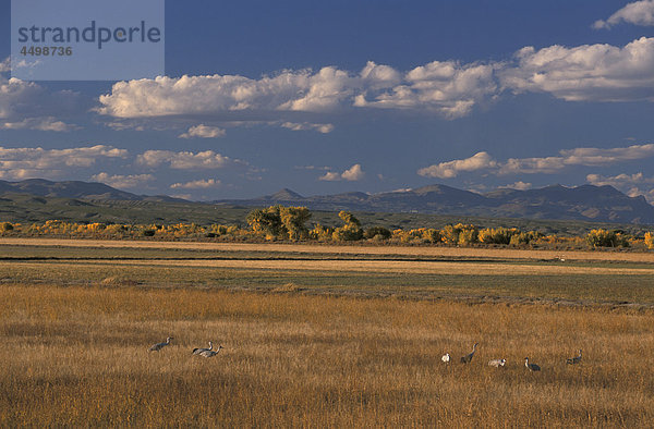 Kraniche  Grus Canadensis  Bosque del Apache  National Wildlife Refuge  New Mexico  USA  USA  Amerika  Landschaft