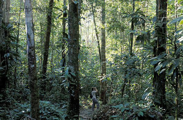 Tropical Forest  Nature Reserve  in der Nähe von Presidente Figueiredo  Manaus  Amazonien  Brasilien  Südamerika