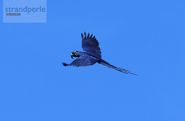 Hyazinth-Ara  Papagei  Anodorhynchus Hyacinthinus  Pantanal  nahe Cuiaba  Mato Grosso  Brasilien  Südamerika  Vogel  fliegen