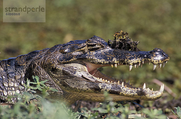 CAIMAN  Krokodil  Tier  Kaiman  Krokodil  Tier  Crocodilus Pantanal  in der Nähe von Cuiaba  Mato Grosso  Brasilien  Südamerika  Zähne