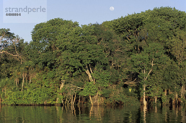 Entlang Rio Negro  Amazonasbecken  Manaus  Brasilien  Südamerika  Fluss  tropischen Wald