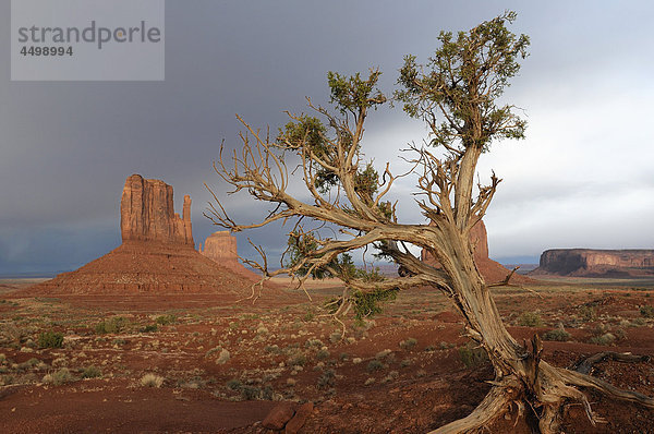 Denkmal-Senke  Tribal Navajo Park  Arizona  Utah  USA  USA  Amerika  Felsen  Baum  Landschaft
