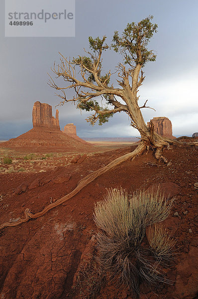 Denkmal-Senke  Tribal Navajo Park  Arizona  Utah  USA  USA  Amerika  Felsen  Baum  Landschaft
