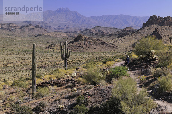 Saguaro  Superstition Mountains  Lost Dutchman State Park  Apache Junction  USA  USA  Amerika  Kaktus