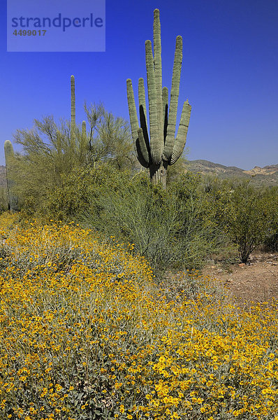 Saguaro  Lost Dutchman State Park  Apache Junction  USA  USA  Amerika  Kaktus  Pflanze