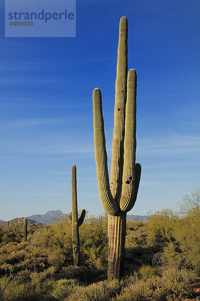 Lost Dutchman State Park  Apache Junction  Arizona  USA  USA  Amerika  Kandelaberkaktus  Pflanze