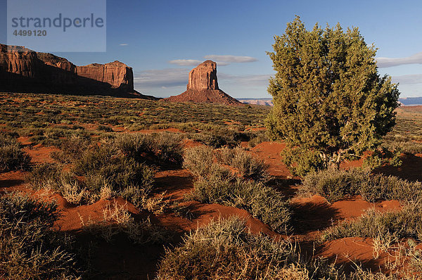 Monument Valley  Navajo Indian Reservation  Arizona  USA  USA  Amerika  Felsen  Landschaft  vegetation