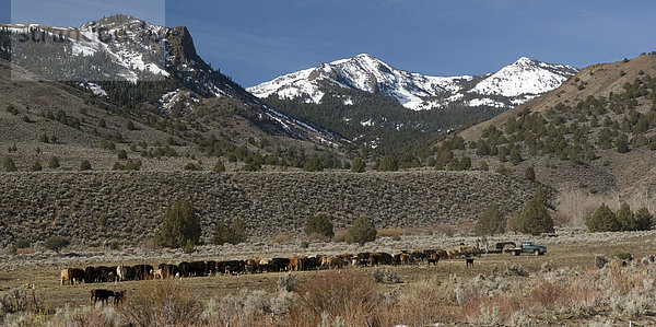 Kühe  Schnee bedeckt  Berge  Doyle  Kalifornien  USA  Amerika  Prairie  Landwirtschaft