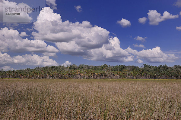 Sumpfige  Landschaft  Alfred A. Mc Kethan  Pine Island Park  in der Nähe von Spring Hill  Florida  USA  USA  Amerika  Himmel  Wolken