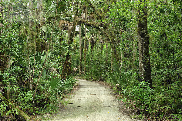 Weg  Wald  Caloosahatchee  Regional Park  in der Nähe von Fort Myers  Florida  USA  USA  Amerika