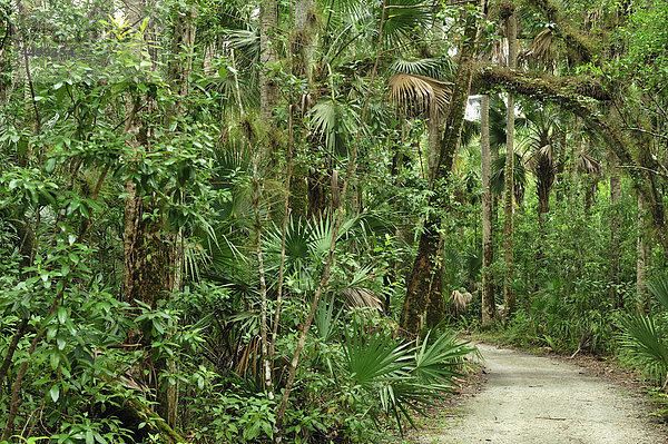 Weg  Wald  Caloosahatchee  Regional Park  in der Nähe von Fort Myers  Florida  USA  USA  Amerika
